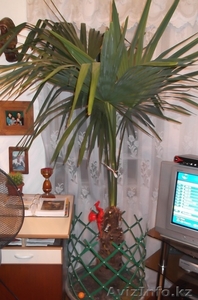 Пальма Вашингтония #740966