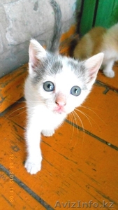 отдам кисок в хорошие руки #736616