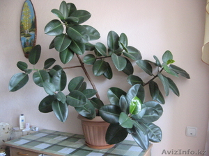 Фикус Фикус Фикус #741366