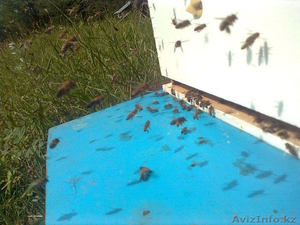 Мёд натуральный. #742891