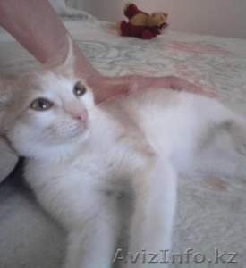 подарю котенка #731181