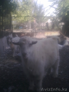 куры, гуси, петухи, цеплята, козёл. #736826