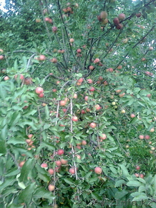 яблоки продаю срочно #744135