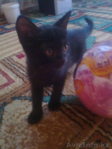 Милые котятки для достойных хозяев!!! #730744