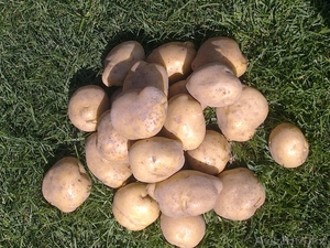 картофель Санта #739353