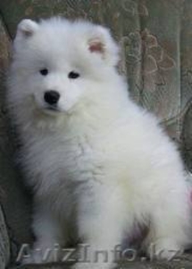 Продам щенка самоедской лайки #745795