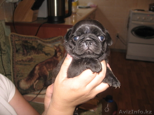 Продажа мопсов в Алматы #744949