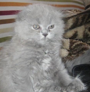 продам кошечку хайлендкр #733502
