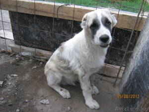 Alabay 4 mesyaca  #732109