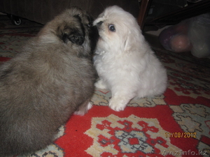 Продаются щенки породы 