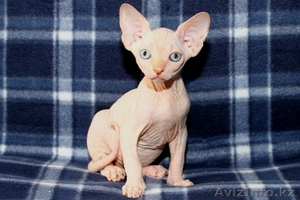 Котята канадского сфинкса  GHJLFV #742073