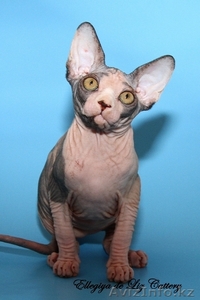Котята канадского сфинкса ПРОДАМ #741443