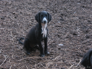 Продам щенков породы тазы #720008