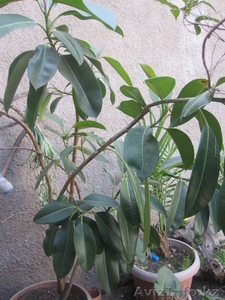 цветы комнатные #746791