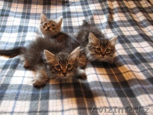 Отдадим домашних котят в хорошие руки #739093