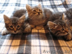 Отдадим милык котиков #746460