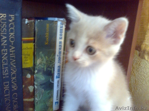 Вислоухие и страиты #748090