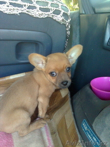 Щенки тойчика ичихуахуа #748117