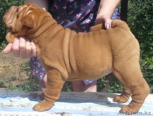 Щенки шарпея Роял Гранд #745278