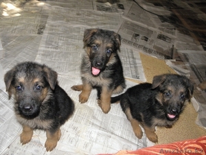 Продаются щенки немецкой овчарки #747198