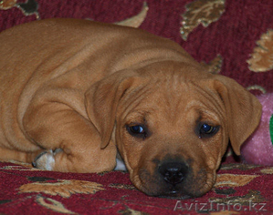 продам щенка пит буля(мальчик) #745356