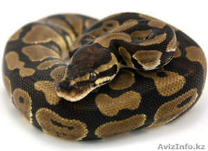 Королевский Питон(вязка) #741542