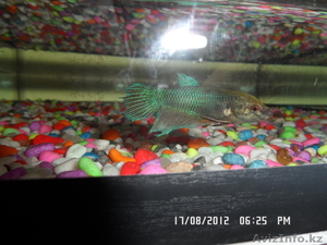 Караганда Майкудук #740527