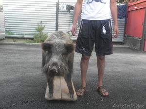 чучело стоячего кабана #744771