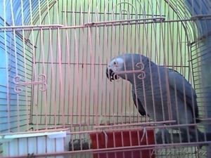 ПРОДАМ МОЛОДОЙ  ЖАКО #730582