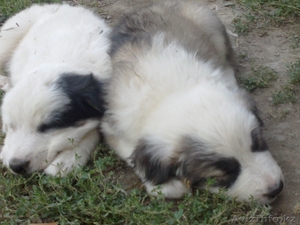 продам щенков Алабай #741633