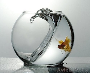 Продам долю в действующем бизнесе #740956