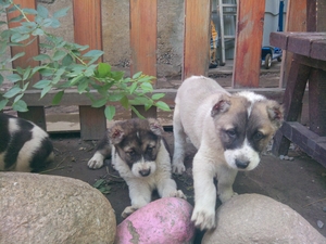 щенки САО  4 мальчика #745530