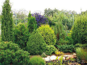 Саженцы карагача 1м без кома 500,  с комом 1000,  1, 5-2 м без кома 1000,  с комом 2 #758841