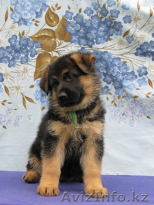 щенки нем. овчарки #749141
