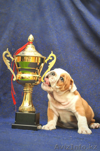 Английский бульдог щенки(Казахстан, Алматы, FCI) #750933