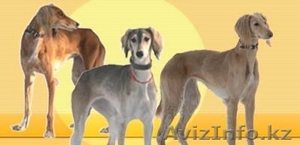 Продаются чистокровные,  крупные рабочие тазы + щенки #749901