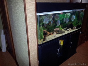 Продам аквариум 450лит. + тумба #756358