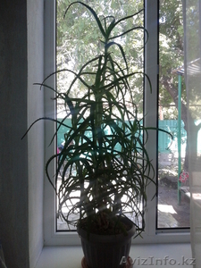 Продам целебное алоэ #752877