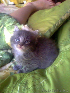 Котята(3 мес):  ждут надежных хозя #249847