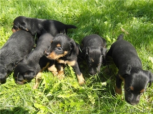 Ягдтерьера щенки #753431