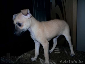 Продам той-терьера! #754756