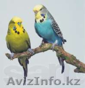 волнистые попугайчики и амадины #764350