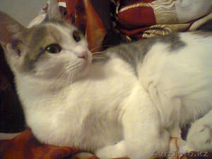 Вязка с домашней кошечкой #757595