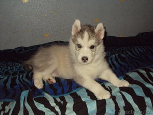 Сибирский Хаски щенки СКК/FCI д.р.23.07.2012 г.Алматы Кадников.Ю.В #748923
