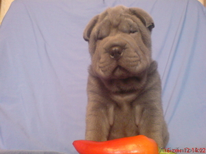 Продам щенков ШАРПЕЯ #760940