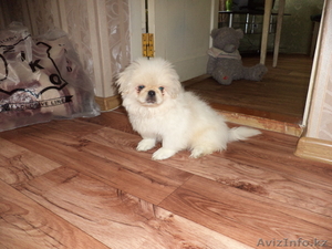 Продам красивого пекинеса, !!! #761164