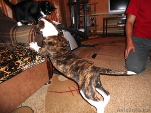  американский бульдог #754716