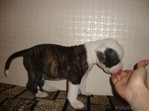 Продаю щенков америкаского бульдога #749963