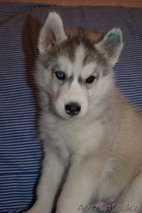 Щенки Сибирский Хаски Алматы #754692