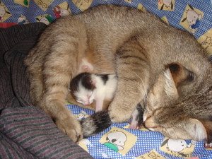 КОШКИН СЫН ищет хозяина #750761